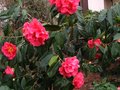 vignette Camellia reticulata Captain Rawes toujours en forme au 22 03 11