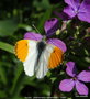 vignette Aurore   (Anthocharis cardamines )   mle , papillon