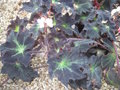 vignette Begonia heracleifolia 'nigricans'