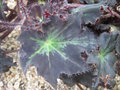 vignette Begonia heracleifolia 'nigricans'