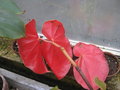 vignette Begonia sanguinea