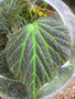 vignette Begonia leprosa