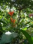 vignette Geissomeria longiflora