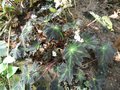 vignette Begonia heracleifolia 'nigricans'