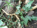 vignette Philodendron sp ? racines traantes