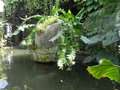 vignette Epiphyllum chrysocardium