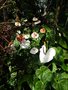 vignette Anthurium en sous-bois