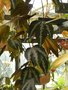 vignette Passiflora trifasciata