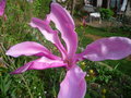 vignette magnolia liliiflora nigra