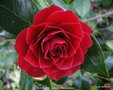 vignette Camlia ' BLACK LACE ' camellia hybride reticulata