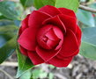 vignette Camlia ' BLACK LACE ' camellia hybride reticulata