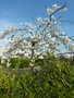 vignette Prunus serrulata  - Cerisier sur parking commercial
