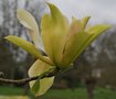 vignette Magnolia cv. (M. acuminata FN X M. sprengeri var. diva)