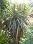 vignette Cordyline australis cv