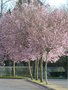 vignette Prunus pissardii