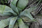 vignette Agave marmorata