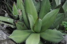 vignette Agave titanota