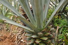 vignette Agave tquilana