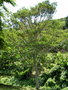 vignette Elaeocarpus angustifolius