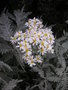 vignette Chrysanthemum ptarmiciflorum 'Silver Lace' ( appelée 'dentelle argentée') - Pyretre