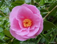vignette Camlia ' BRIGADOON ' camellia williamsii