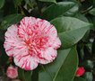 vignette Camellia japonica 'Mrs Nellie Eastman'   (California USA 1950)