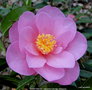 vignette Camlia ' DAINTINESS ' camellia hybride williamsii
