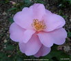 vignette Camlia ' DAINTINESS ' camellia hybride williamsii