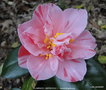 vignette Camlia ' FLAMINGO ( BEREHOUC ) ' camellia japonica