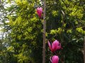 vignette Acacia pravissima et magnolia inconnu au 24 03 11