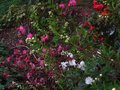 vignette Exochorda macrantha the bride et Rhododendron Mucronulatum au 24 03 11