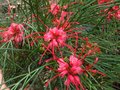 vignette Grevillea johnsonnii gros plan au 27 03 11