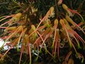 vignette Grevillea semperflorens desert flame gros plan au 27 03 11