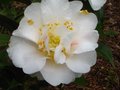 vignette Camellia japonica Scented sun parfum gros plan au 28 03 11