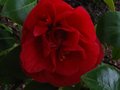 vignette Camellia japonica Dixie Knight premire fleur au 28 03 11