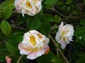 vignette Camellia Scentuous toujours trs parfum au 28 03 11