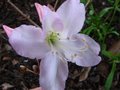 vignette Rhododendron Schlippenbachii azale royale gros plan au 26 03 11