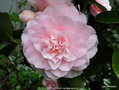 vignette Camlia ' KAY TRUESDALE ' camellia japonica