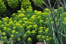 vignette Euphorbia margalidiana