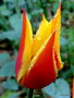 vignette Tulipe , Fleur de Lys