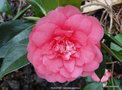 vignette Camlia ' ELEGANS ' camellia japonica