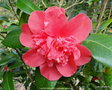 vignette Camlia ' LAURA WALKER ' camellia japonica '
