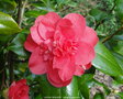 vignette Camlia ' LAURA WALKER ' camellia japonica '