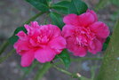 vignette Camellia x williamsii 'Debbie'