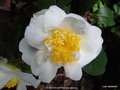 vignette Camlia ' SILVER WAVES ' camellia japonica