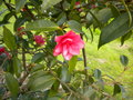 vignette Camellia Surprise d'Iroise