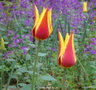 vignette Tulipe , Fleur de Lys
