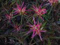 vignette Rhododendron Macrosepalum linearifolium au 01 04 11