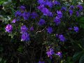 vignette Rhododendron Blue Tit au 01 04 11