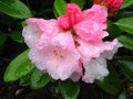 vignette Rhododendron Flinckii au 31 03 11